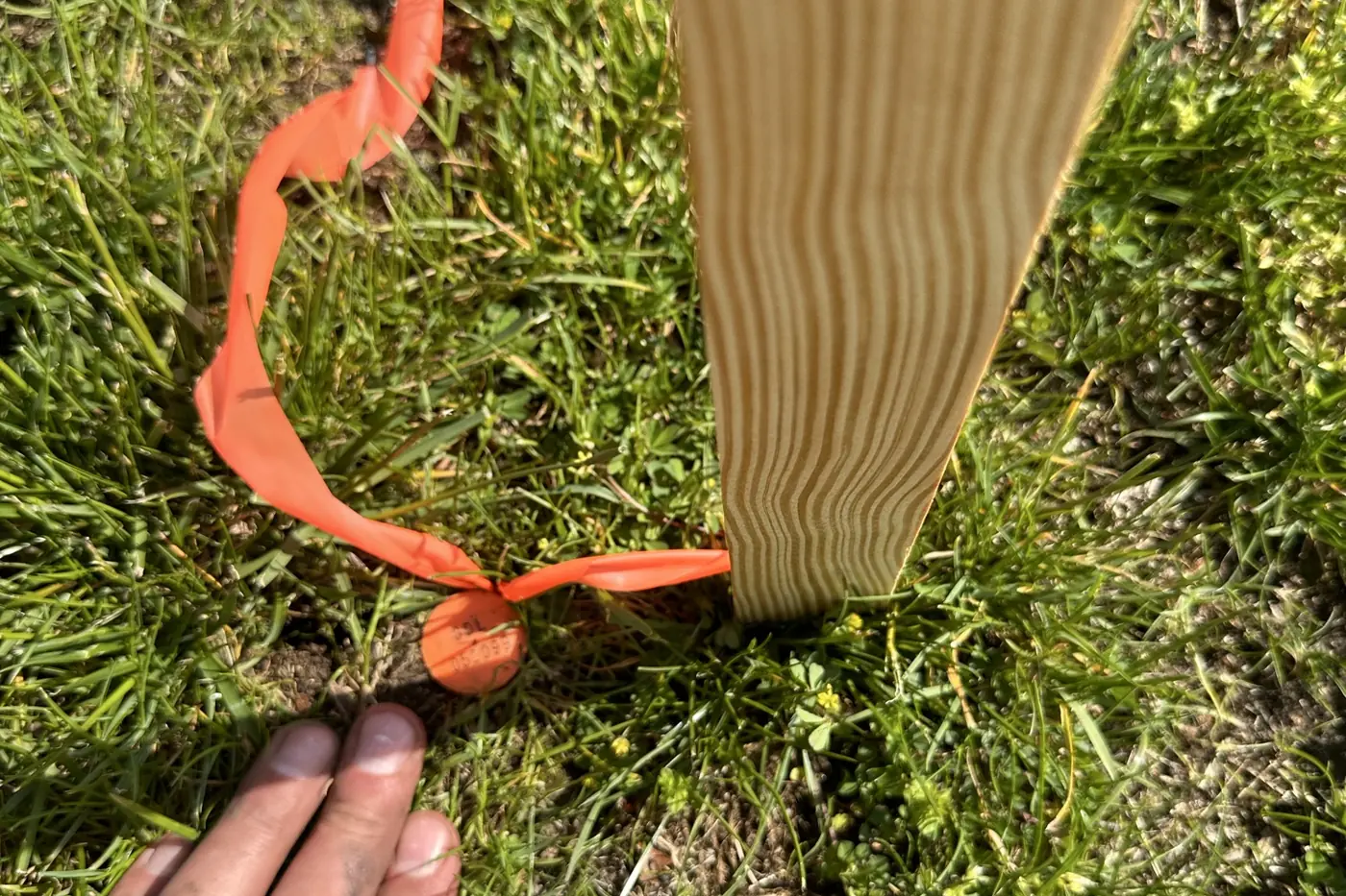 A wooden survey stake with orange flagging tied to a marked cap set flush in a lawn, with a hand resting on the grass beside it for scale